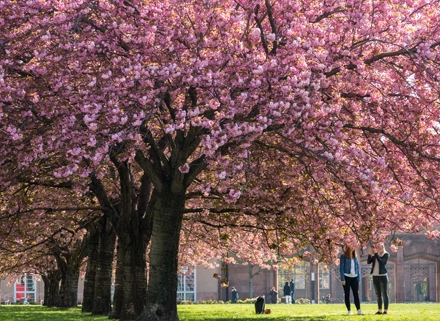 Grüne Oasen für Entspannung
